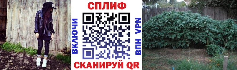 Купить закладки  Волхов  МАРИХУАНА сатива 